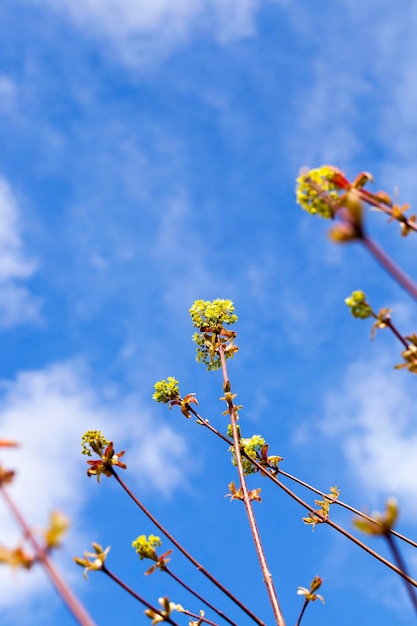 Bäume im Frühling