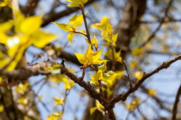 Bäume im Frühling