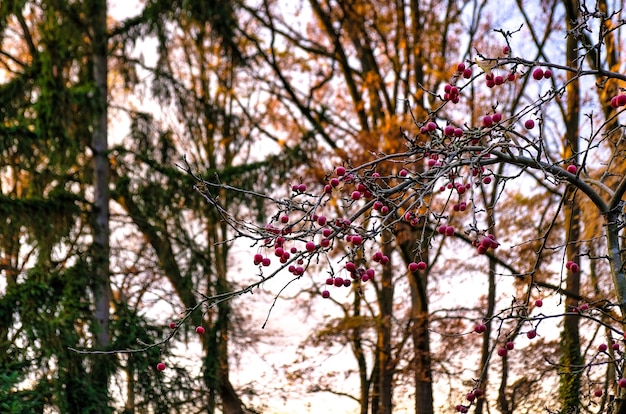 Bäume im herbst mit niederländischem himmel