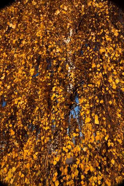 Bäume im Herbst