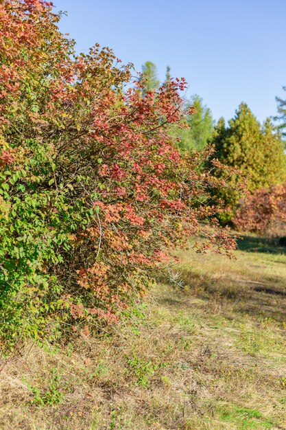 Bäume im Herbst