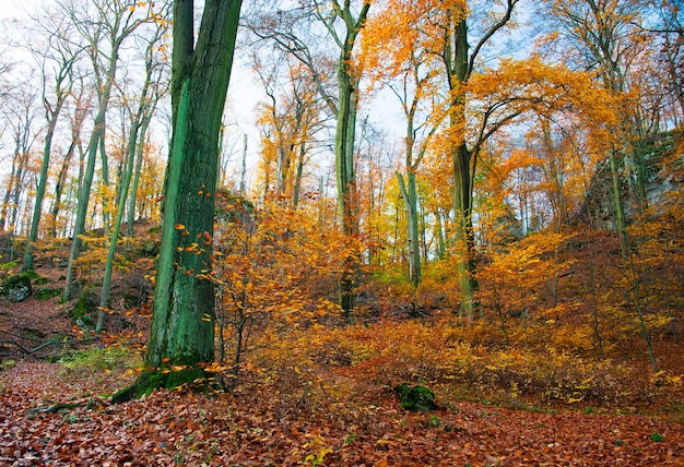 Bäume im Herbst