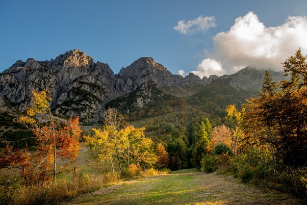 Bäume im Herbst