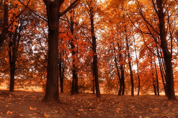 Bäume im Herbststadtpark