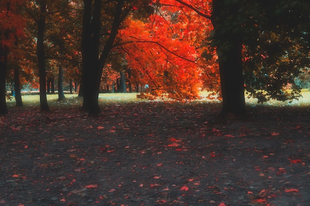 Bäume im Herbststadtpark