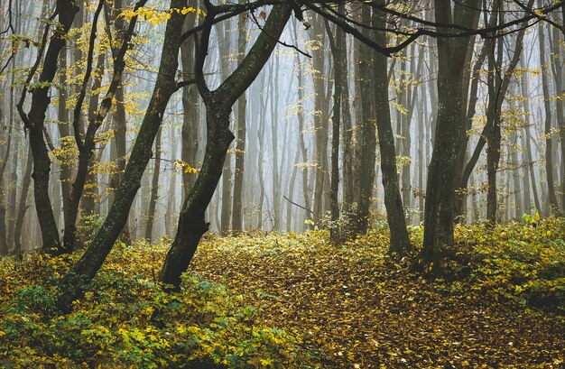 Bäume im Herbstwald am nebligen Morgen