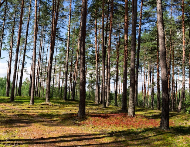 Bäume im Kiefernwald an einem klaren Sommertag. Russland.