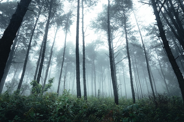 Bäume im Nebel, Wildnislandschaftswald mit Kiefern