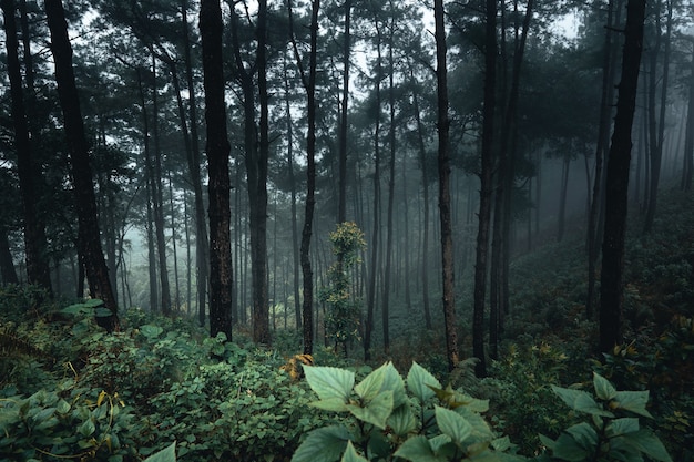 Bäume im Nebel, Wildnislandschaftswald mit Kiefern