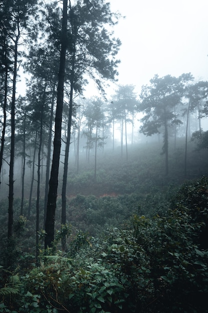 Bäume im Nebel, Wildnislandschaftswald mit Kiefern