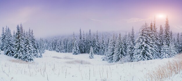 Bäume im Nebel