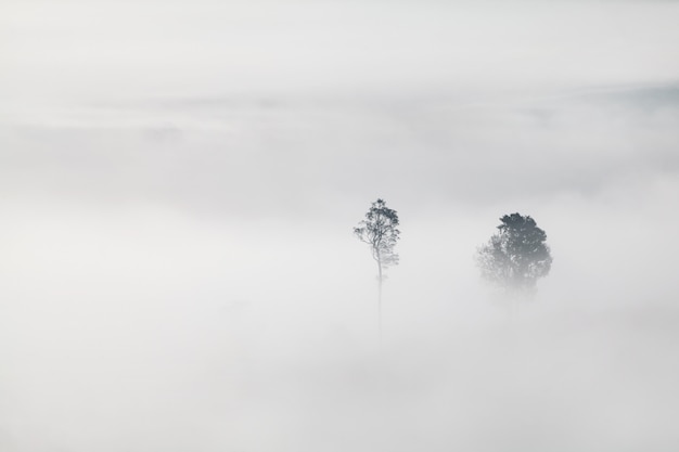 Bäume im Nebel