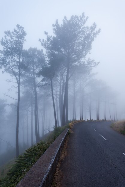 Foto bäume im nebel