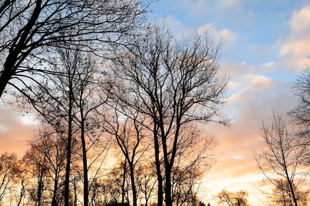 Bäume im Park bei Sonnenuntergang