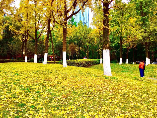 Foto bäume im park im herbst