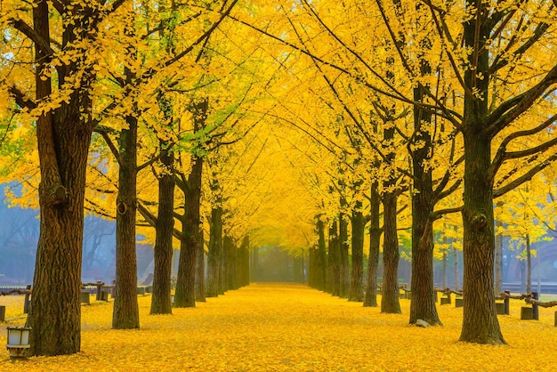 Bäume im Park im Herbst