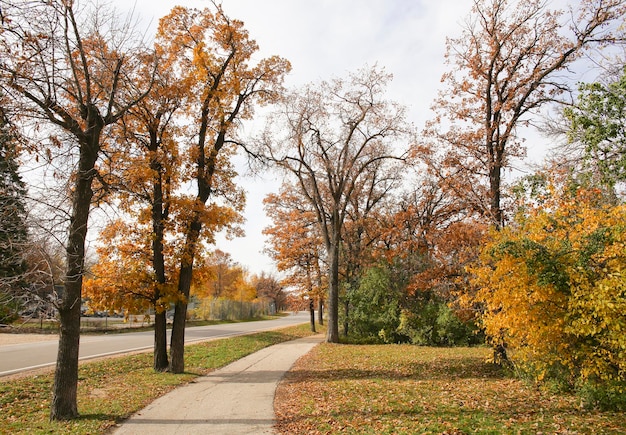 Bäume im Park im Herbst