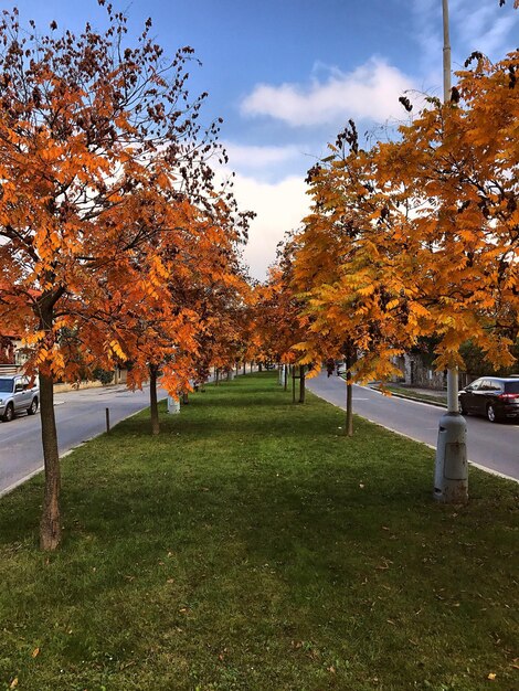 Foto bäume im park im herbst