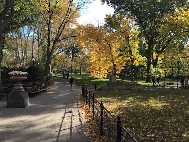 Foto bäume im park im herbst