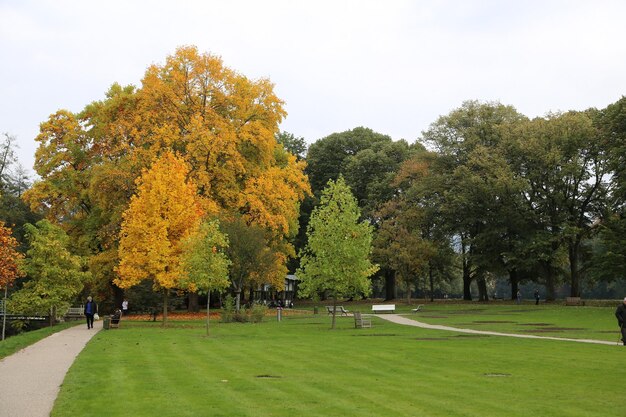 Bäume im Park im Herbst