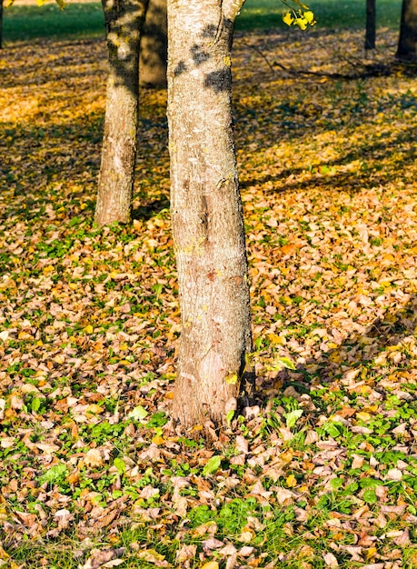 Foto bäume im park im herbst