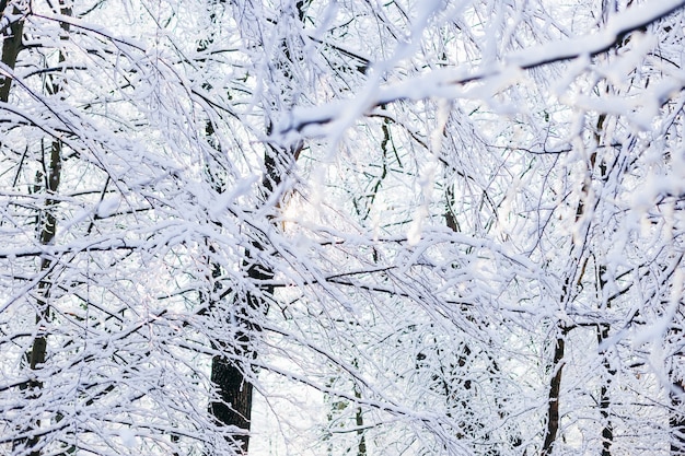 Bäume im Park, schneebedeckte Äste