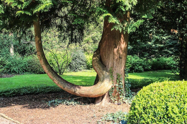 Foto bäume im park