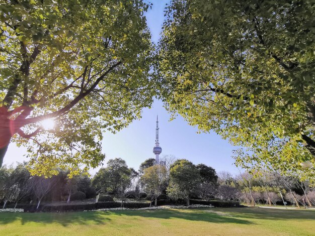 Foto bäume im park