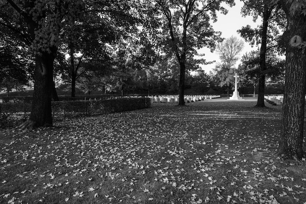 Foto bäume im park