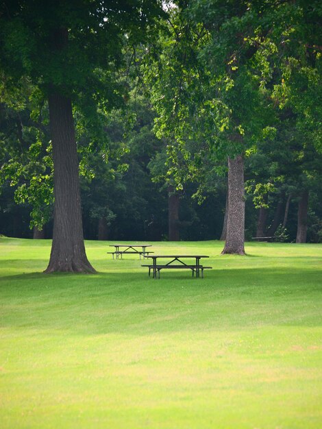 Bäume im Park