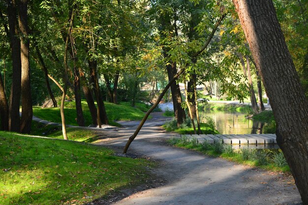 Bäume im Park