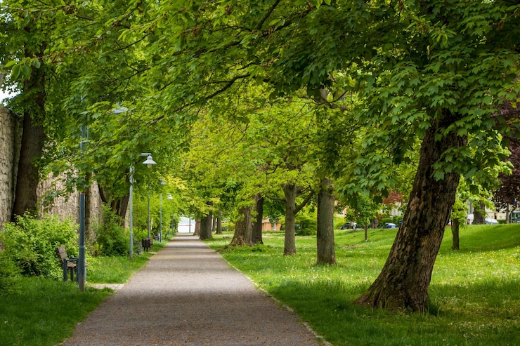 Foto bäume im park