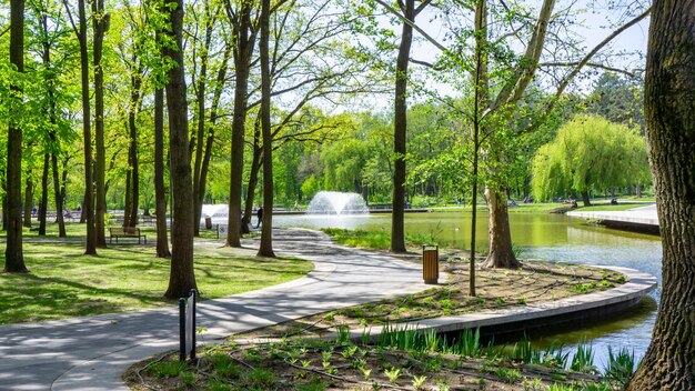 Foto bäume im park