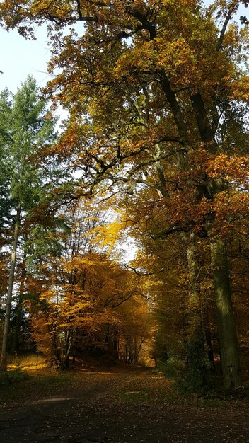 Foto bäume im park