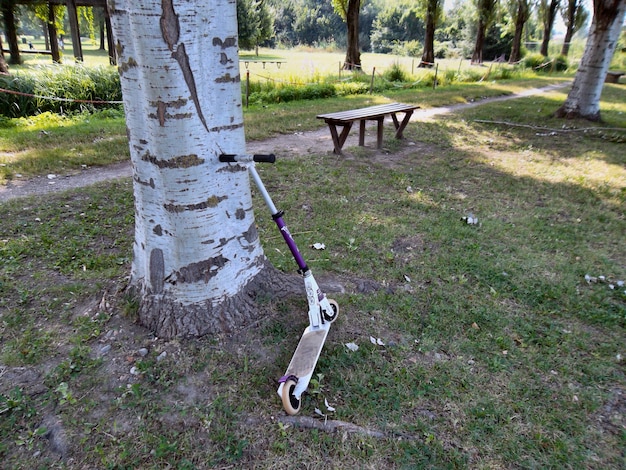 Foto bäume im park