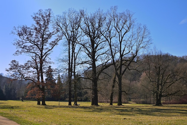 Foto bäume im park