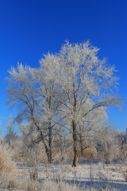 Bäume im Rauhreif im Winter