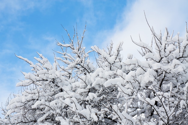 Bäume im Schnee gegen den blauen Himmel