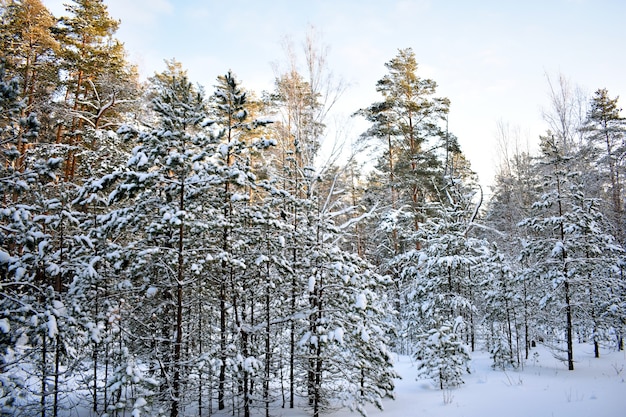 Bäume im Schnee im Winterwald