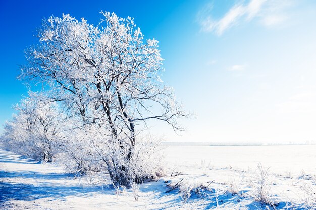 Bäume im schneebedeckten Feld gegen den blauen Himmel am sonnigen Wintertag. Schöne Winterlandschaft.