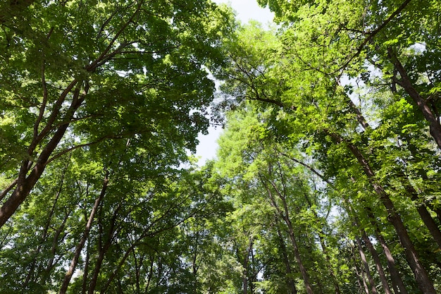 Bäume im Sommer mit grünem Laub bedeckt