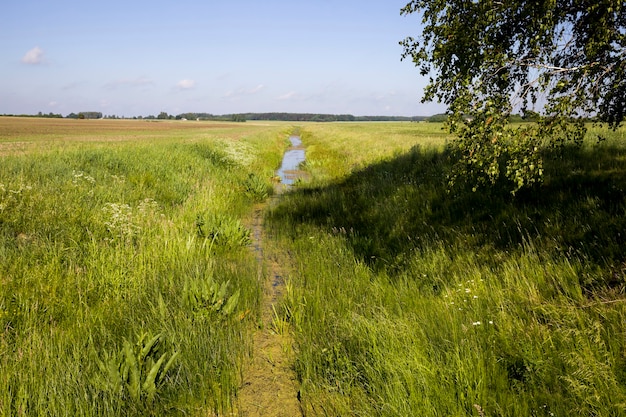 Bäume im Sommer