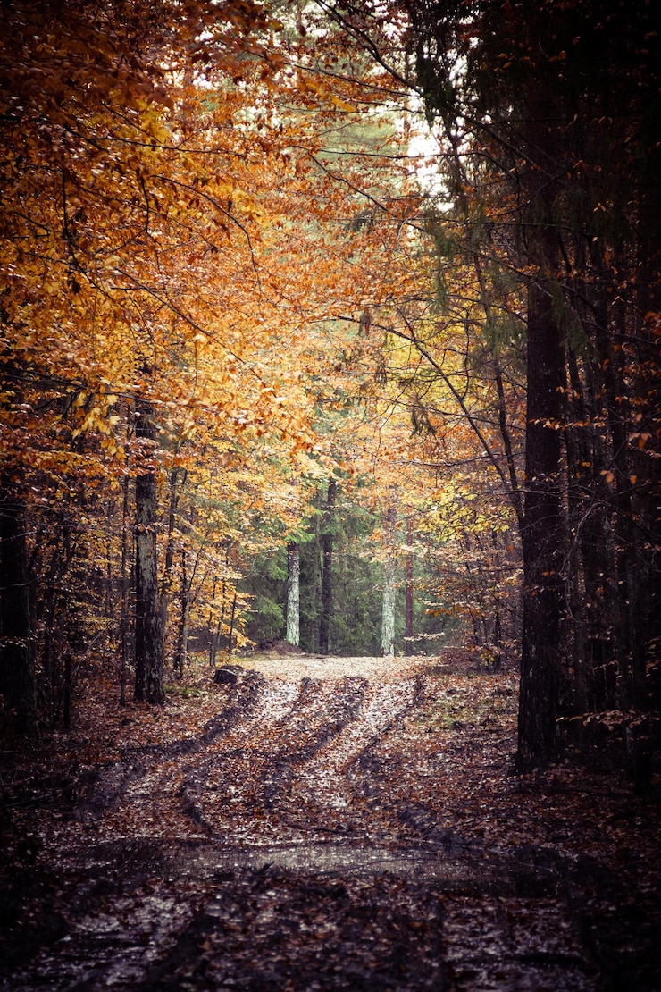 Foto bäume im sonnenlicht