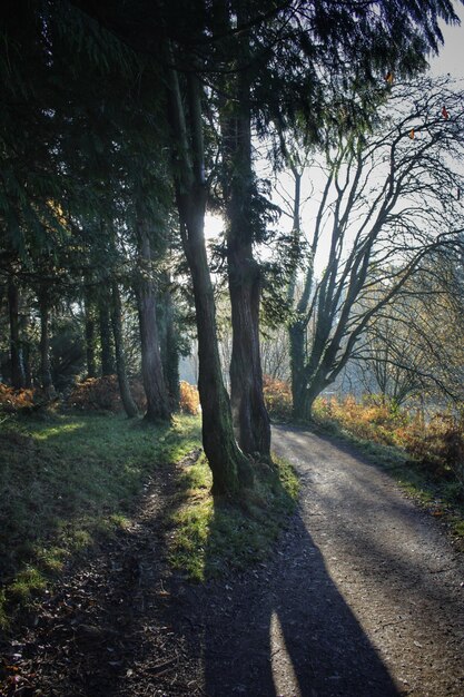 Foto bäume im sonnenlicht