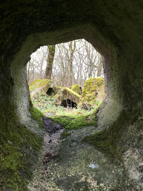 Bäume im Tunnel