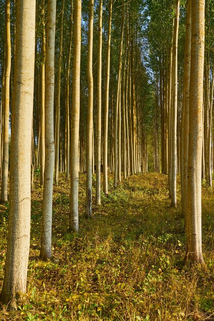 Foto bäume im wald als natürlicher hintergrund