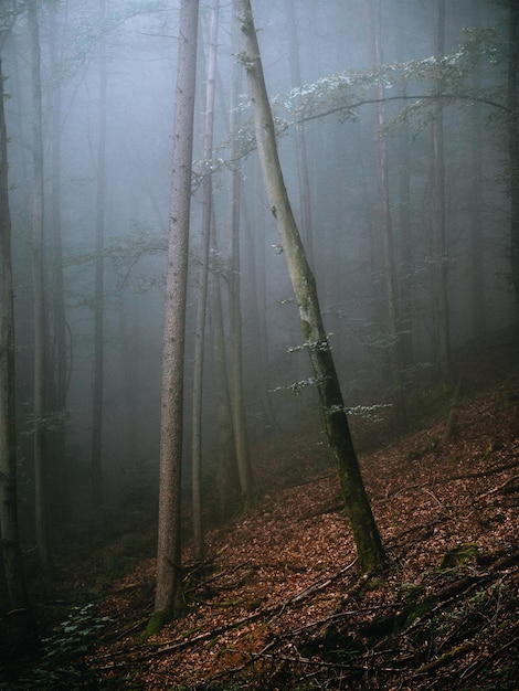 Bäume im Wald bei Nebelwetter