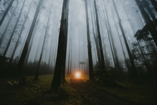 Foto bäume im wald bei nebligem wetter