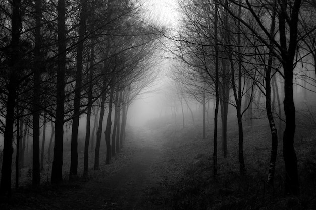 Foto bäume im wald bei nebligem wetter