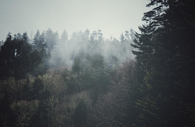 Foto bäume im wald bei nebligem wetter